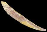 Fossil Shark (Hybodus) Dorsal Spine - Kem Kem Beds, Morocco #183448-1